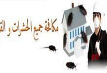 صورة شركة مكافحة حشرات بعفيف